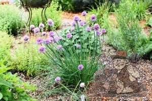 gravel-among-plants